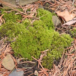 Dicranum (broom moss)