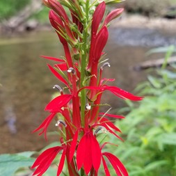 Lobelia cardinalis (cardinal flower)