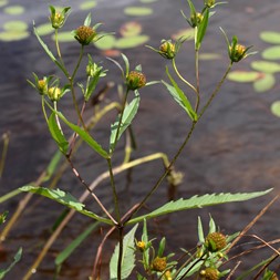 Bidens connata (purplestem beggarticks)