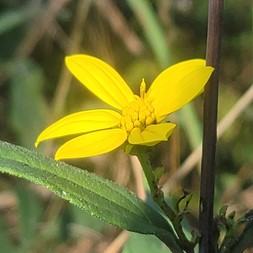 Helianthus microcephalus (small wood sunflower)