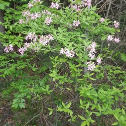 Rhododendron prinophyllum (early azalea)