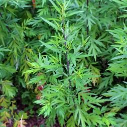 Artemisia vulgaris (common mugwort)