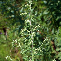 Artemisia (mugwort)