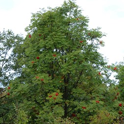 Sorbus (mountain-ash)