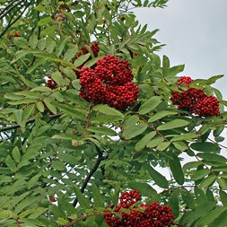 Sorbus americana (American mountain-ash)