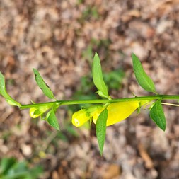 Aureolaria (false foxglove)