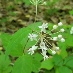 Asclepias quadrifolia (whorled milkweed)