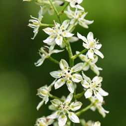 Veratrum virginicum (Virginia bunchflower)