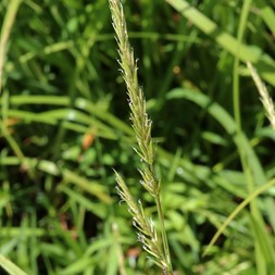 Anthoxanthum odoratum (large sweetgrass)
