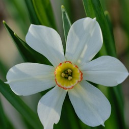 Narcissus poeticus (poet's daffodil)
