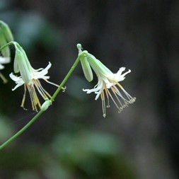 Nabalus trifoliolatus (threeleaf rattlesnake-root)