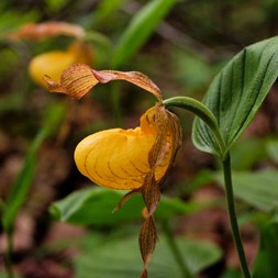 Cypripedium (slipper orchid)