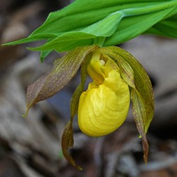 Cypripedium parviflorum (yellow lady's slipper)