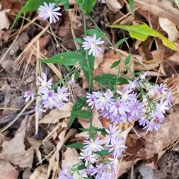 Symphyotrichum laeve (smooth blue aster)