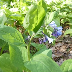 Mertensia (bluebell)