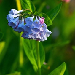 Mertensia (bluebell)