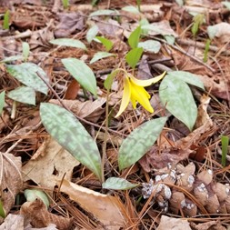 Erythronium (trout-lily)