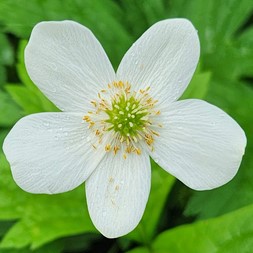 Anemone canadensis (Canadian anemone)