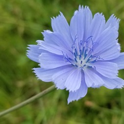 Cichorium intybus (common chicory)