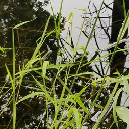 Leersia oryzoides (rice cutgrass)