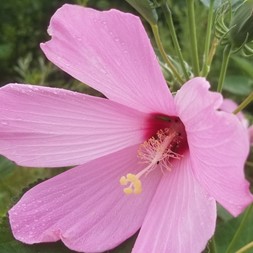 Hibiscus moscheutos (swamp rosemallow)