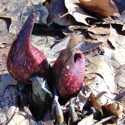 Symplocarpus foetidus (skunk cabbage)