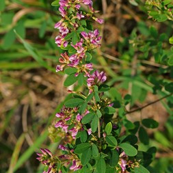 Lespedeza virginica (slender bushclover)