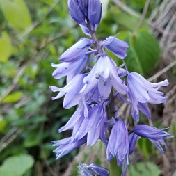 Hyacinthoides x variabilis (bluebell)