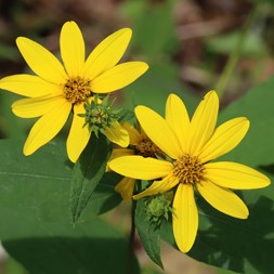 Helianthus divaricatus (woodland sunflower)