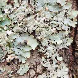 Myelochroa aurulenta (powdery axil-bristle lichen)