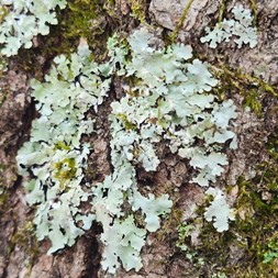 Parmeliaceae (lichen-forming fungi)