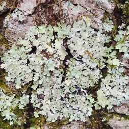 Myelochroa (axil-bristle lichen)