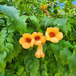 Campsis (trumpet creeper)