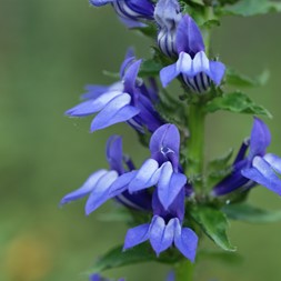 Lobelia siphilitica (great blue lobelia)