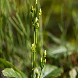 Bartonia paniculata (twining screwstem)