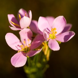 Sabatia angularis (rose pink)