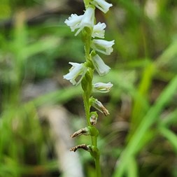 Spiranthes lacera (slender ladies’-tresses)