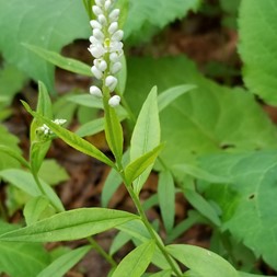 Persicaria (smartweed)
