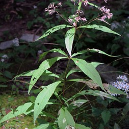 Eutrochium purpureum (sweet Joe-Pye-weed)