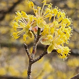 Cornus mas (Cornelian cherry)