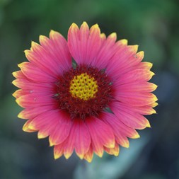 Gaillardia (blanket-flower)