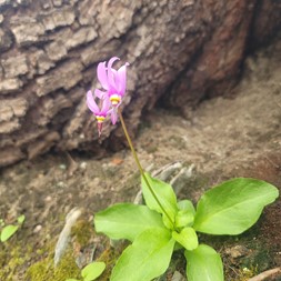 Primula fassettii (jeweled shooting-star)