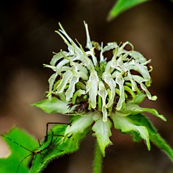 Monarda clinopodia (basil beebalm)