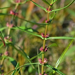 Ammannia (toothcup)