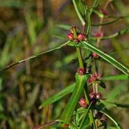 Ammannia coccinea (scarlet toothcup)