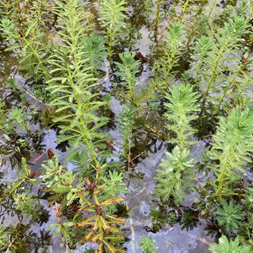 Myriophyllum aquaticum (parrot feather)
