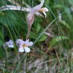 Aphyllon (broomrape)