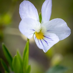 Viola rafinesquei (wild pansy)