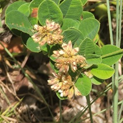Lespedeza hirta (hairy lespedeza)