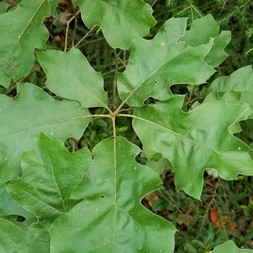 Quercus velutina (black oak)